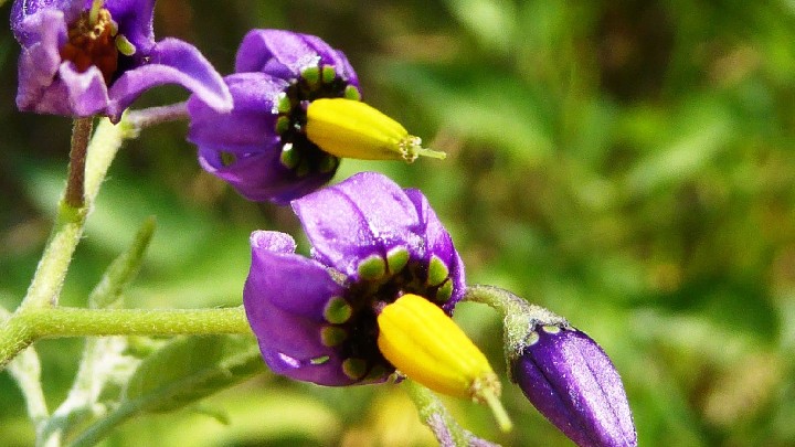 Découverte sensorielle des plantes aromatiques et à parfum