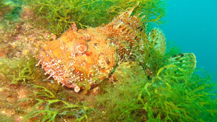 Baptême de plongée Club sous l'eau