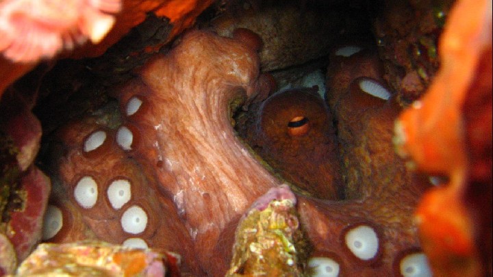 Baptême de plongée Club sous l'eau