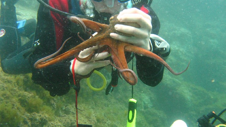 Baptême de plongée Club sous l'eau