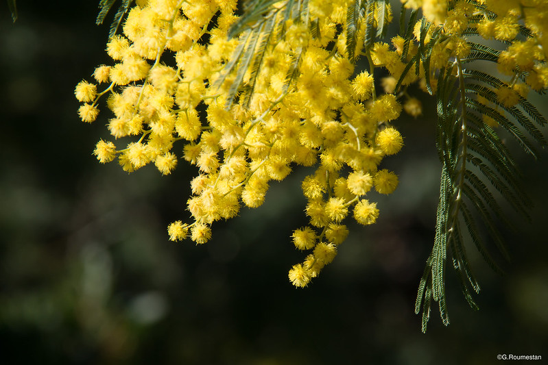 La strada delle mimose